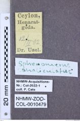 Etikette zu Sphenomerus canaliculatus (NHMW-ZOO-COL-0010479)